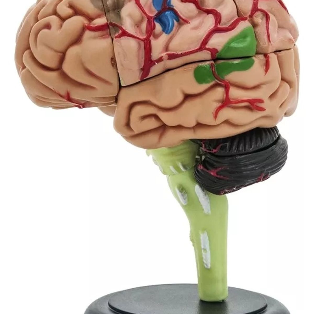 GENERICO - Cerebro Mini Modelo Anatómico 4d Desarmable 32 Partes