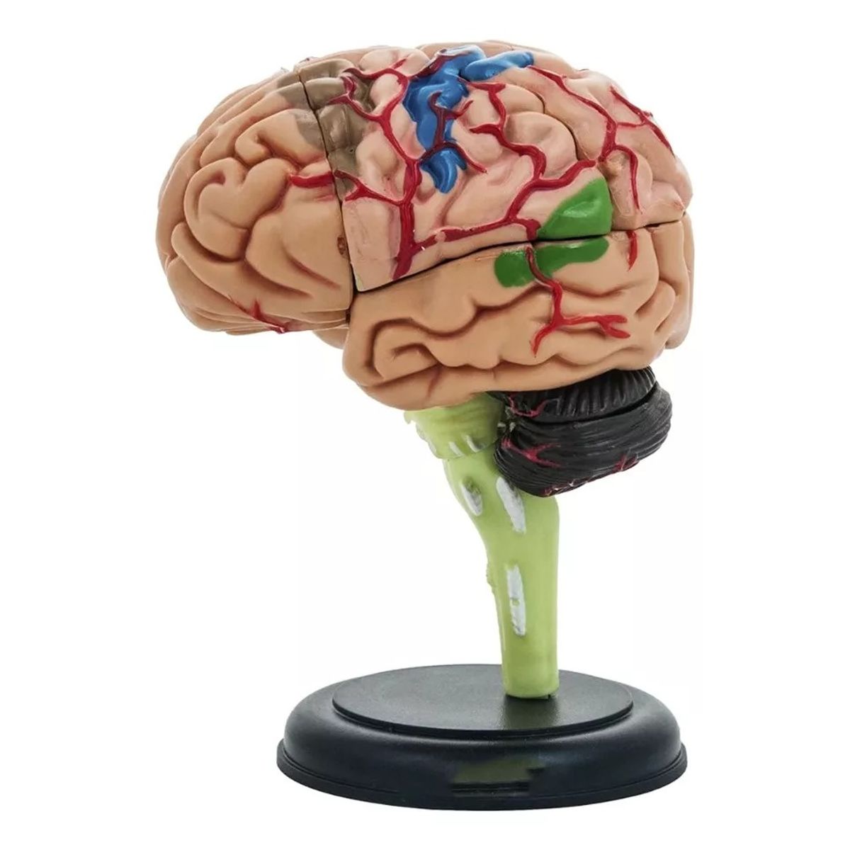 GENERICO - Cerebro Mini Modelo Anatómico 4d Desarmable 32 Partes