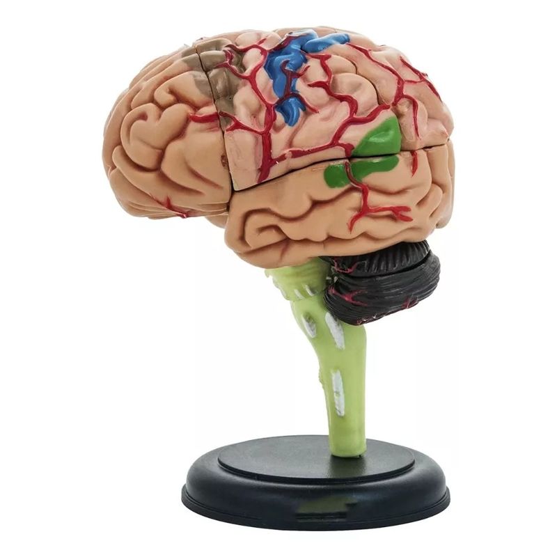 GENERICO - Cerebro Mini Modelo Anatómico 4d Desarmable 32 Partes