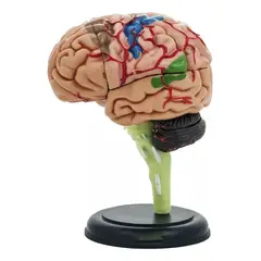 GENERICO - Cerebro Mini Modelo Anatómico 4d Desarmable 32 Partes