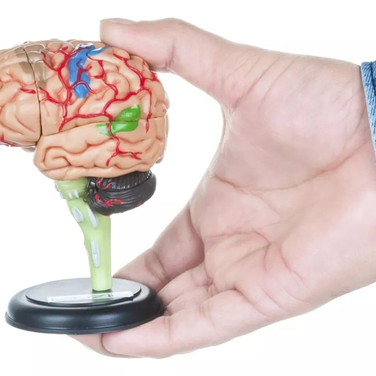 GENERICO - Cerebro Mini Modelo Anatómico 4d Desarmable 32 Partes