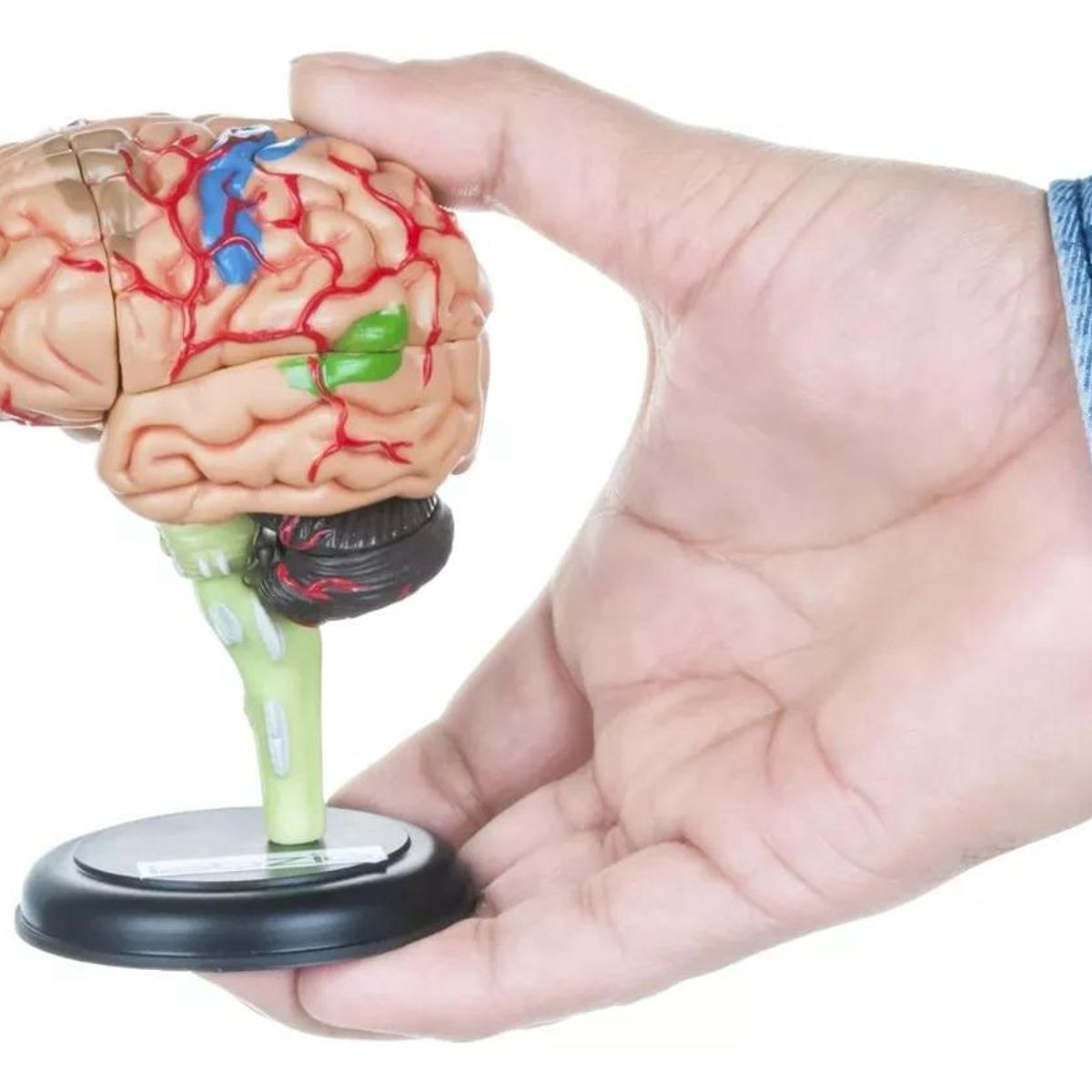 GENERICO - Modelo Anatómico Estudio Cerebro Humano Arterias Puzzle 4d