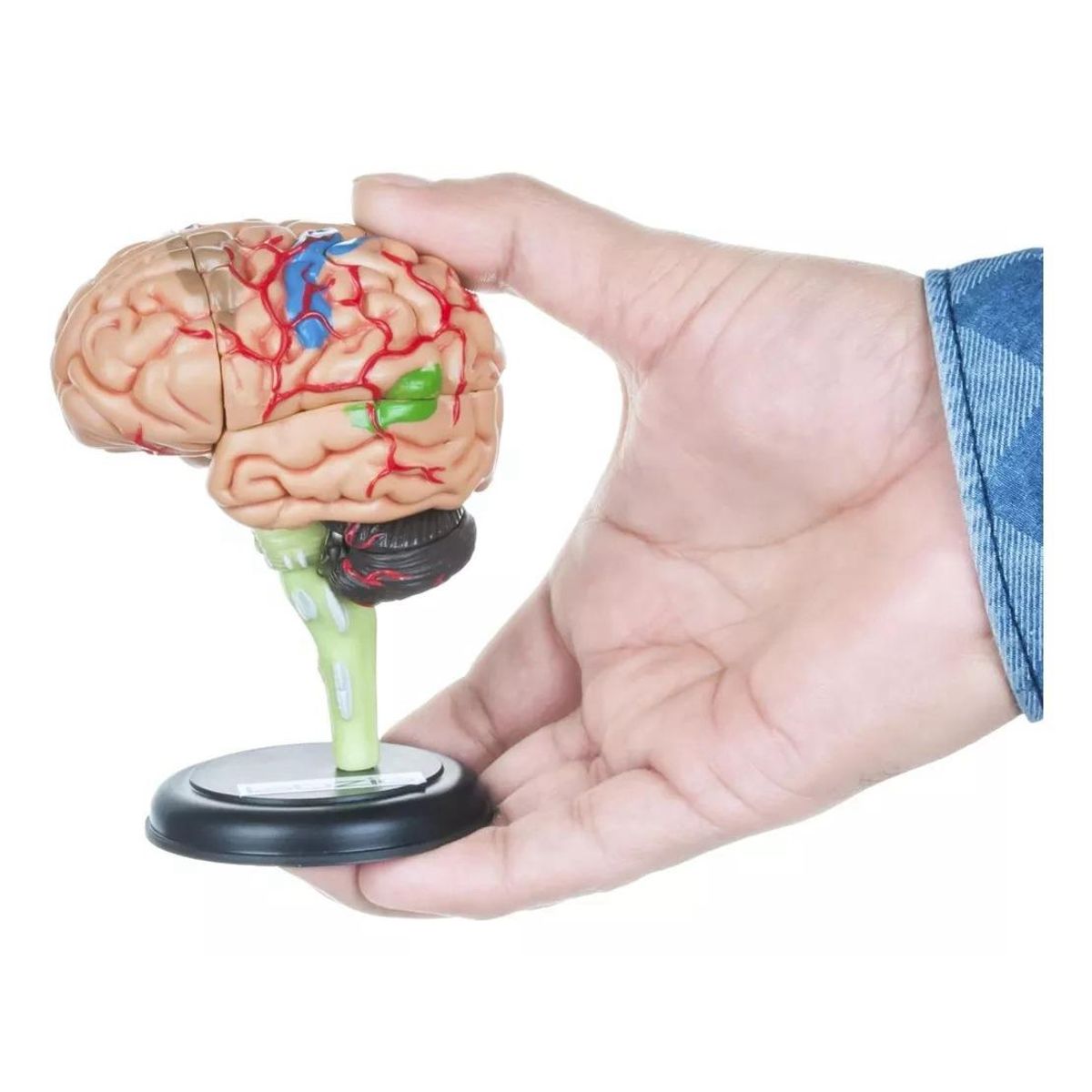 GENERICO - Modelo Anatómico Estudio Cerebro Humano Arterias Puzzle 4d