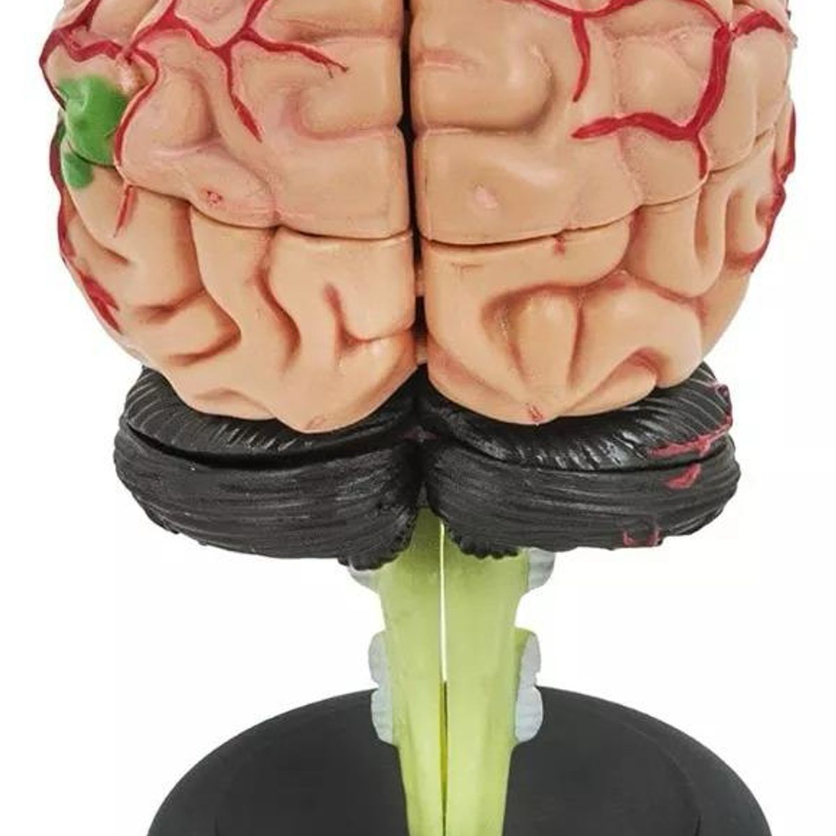 GENERICO - Modelo Anatómico Estudio Cerebro Humano Arterias Puzzle 4d