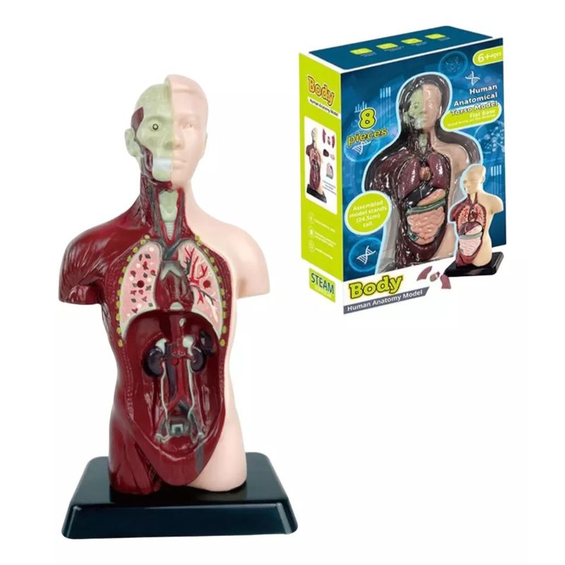 GENERICO - Modelo Anatómico Torso 24cm Partes Extraíbles Con Base