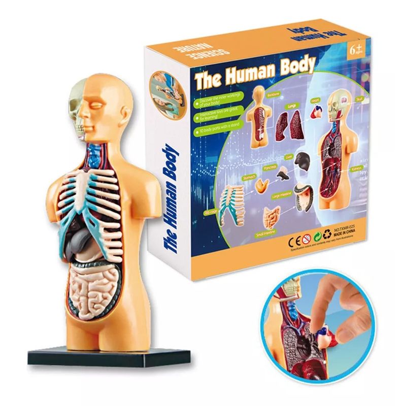 GENERICO - Torso Humano Modelo Anatomico Organos Extraible 16cm