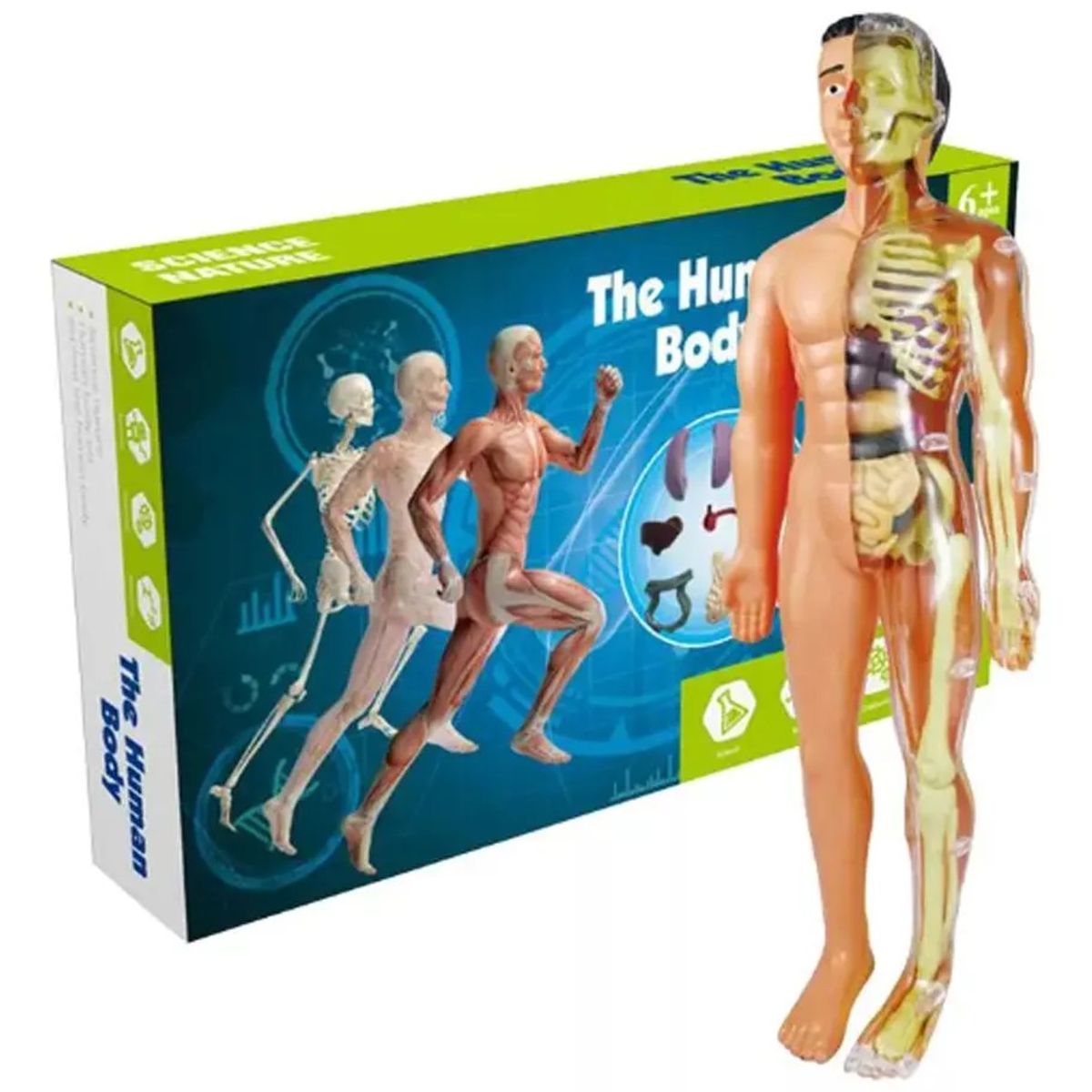 GENERICO - Modelo Anatómico Cuerpo Humano 28cm Extraíbles