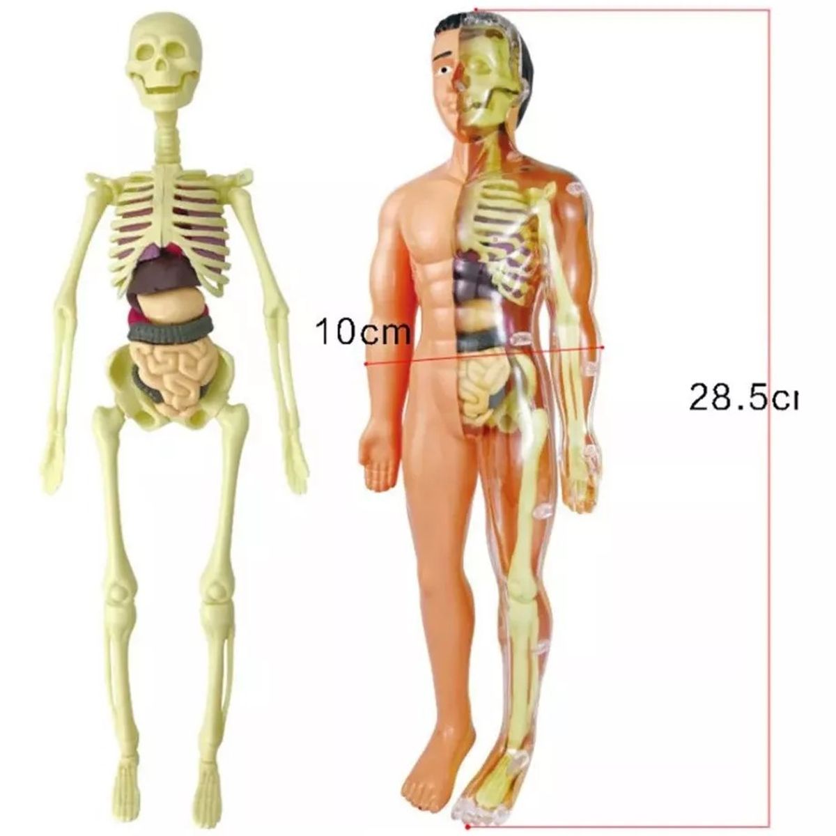 GENERICO - Modelo Anatómico Cuerpo Humano 28cm Extraíbles