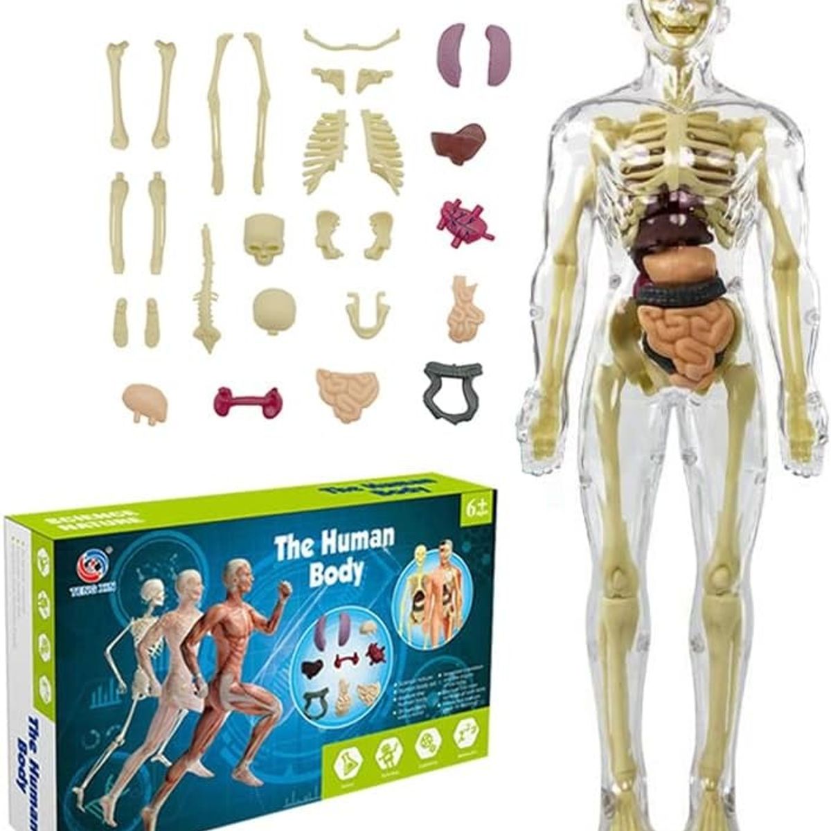 GENERICO - Modelo Anatómico Cuerpo Partes Extraíbles Transparente