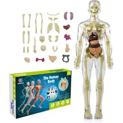 GENERICO - Modelo Anatómico Cuerpo Partes Extraíbles Transparente
