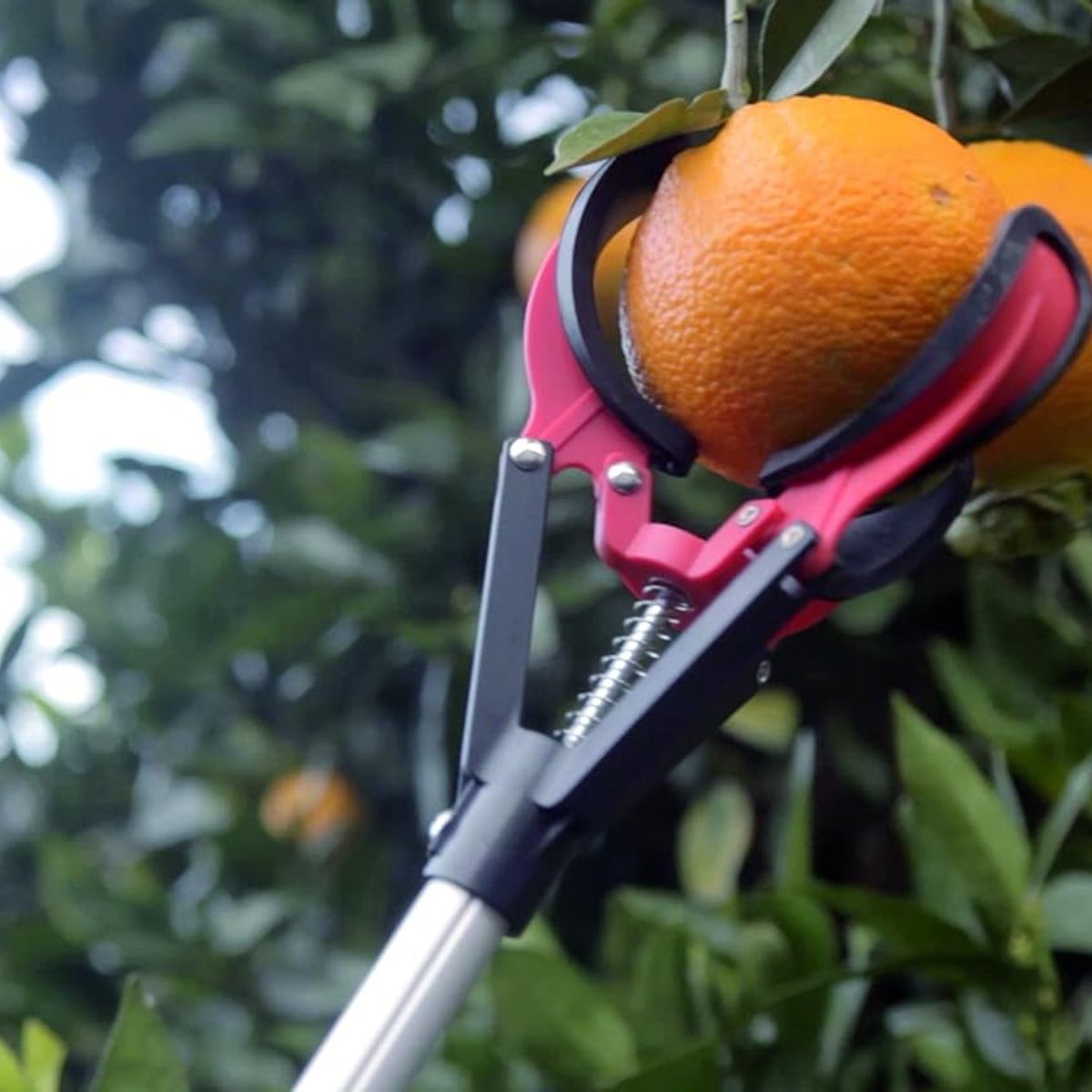 ALTUNA - RECOGE FRUTAS EXTENSIBLE CON GARRAS ALTUNA 90101