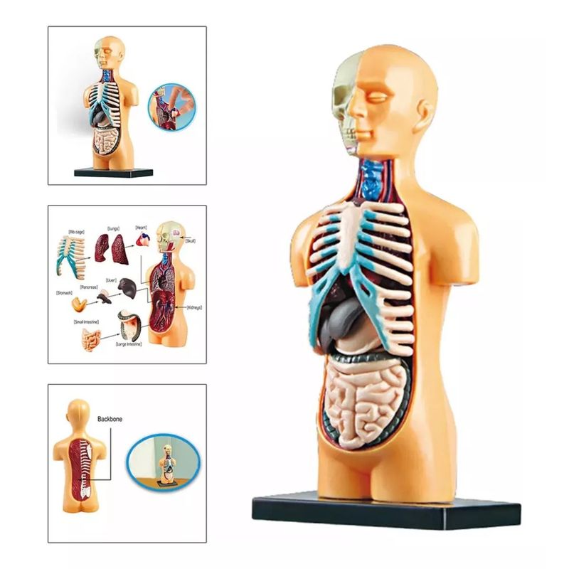 GENERICO - Juguete Cuerpo Humano Medicina Aprendizaje Niños Montessori