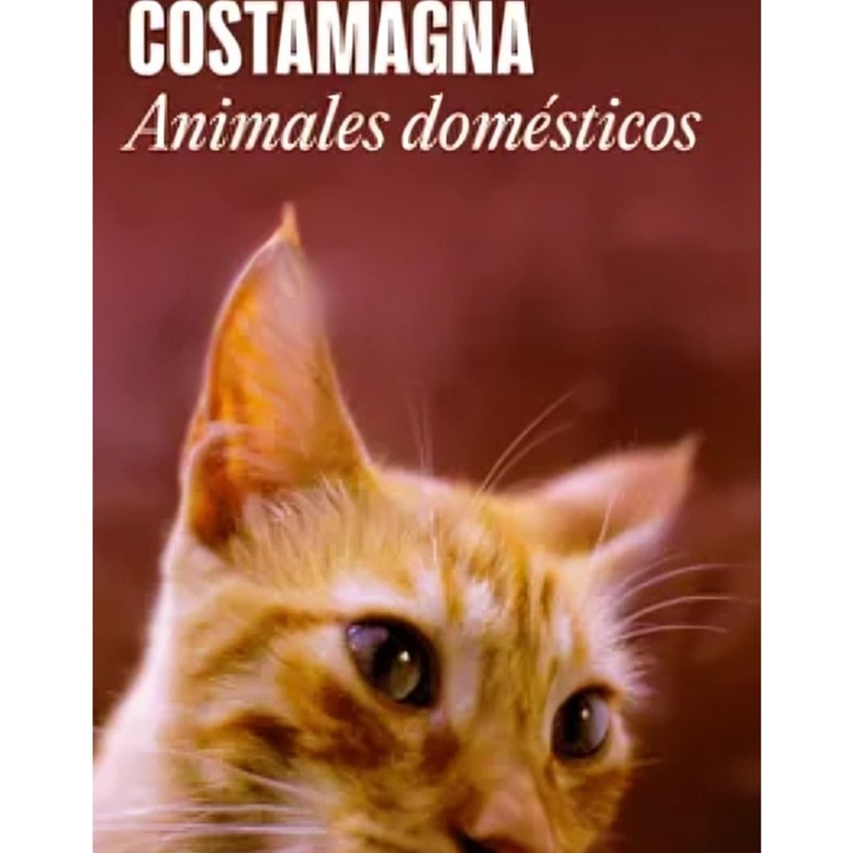 TOP10BOOKS - LIBRO Animales Domésticos - Animales Domésticos