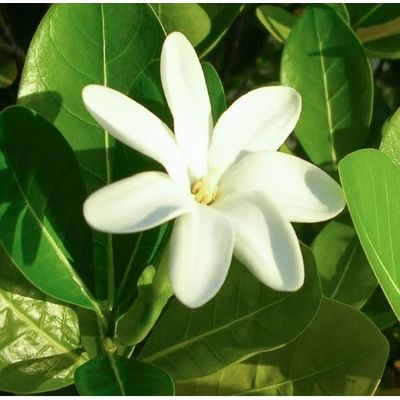 Imagen 2 del producto Pack 3 Tiare Gardenia Bronzant 120ml