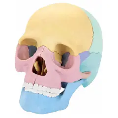 GENERICO - Modelo Anatómico De Cráneo Desmontado Para Educación Médica