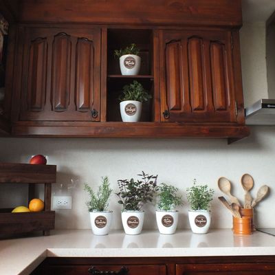 Imagen 2 del producto Set 4 Macetas Zafiro 14 Huerto con Platos Terracota