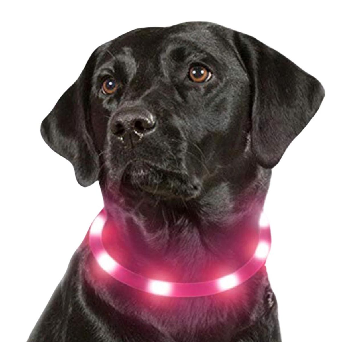 GENERICO - Collar Para Perro Luz Led Carga Usb Talla M 55cm - Verde - M