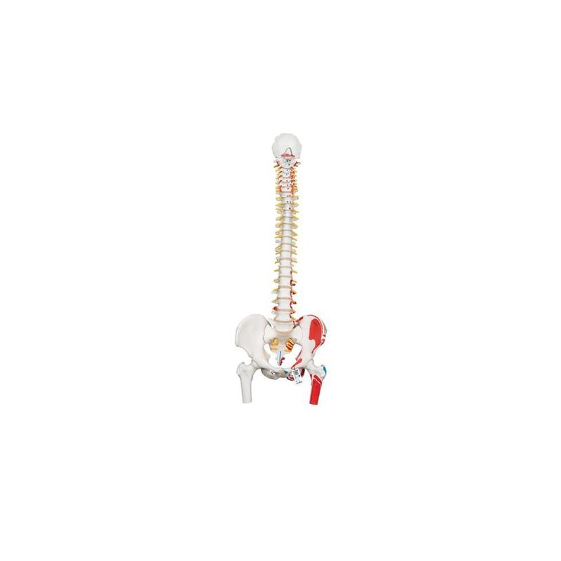 GENERICO - Columna Vertebral a Escala Humana con Fémur e Inserciones Musculares