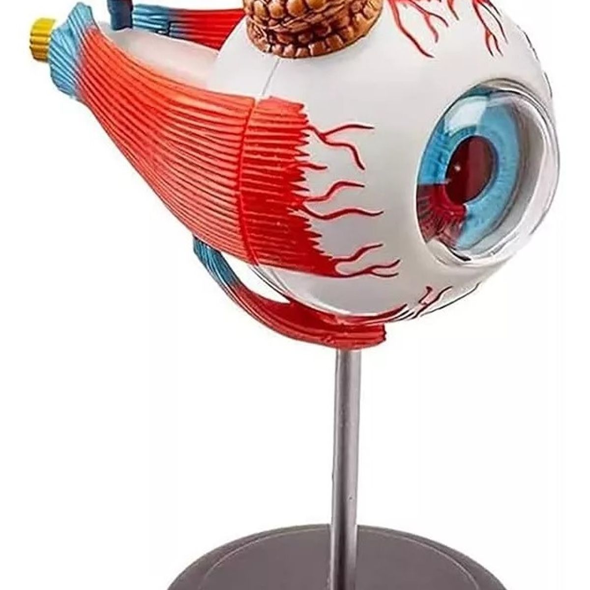 GENERICO - Ojo Humano Modelo De Globo Ocular Anatomía Del Ojo