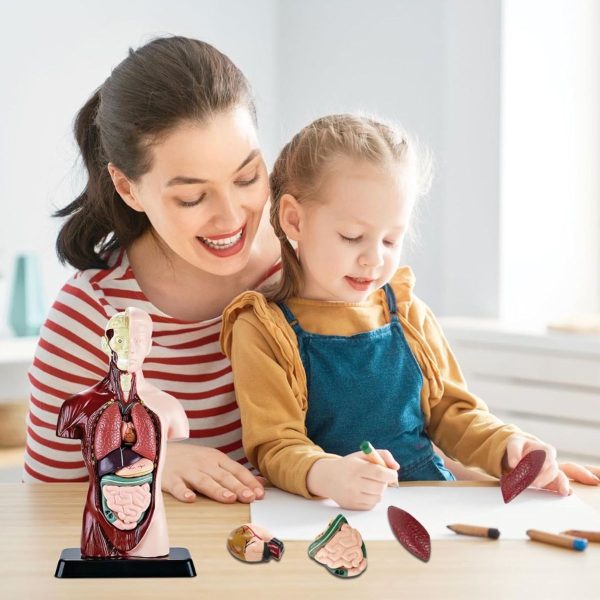 GENERICO - Juguete De Anatomía Torso Humano Realista Interactivo 24cm