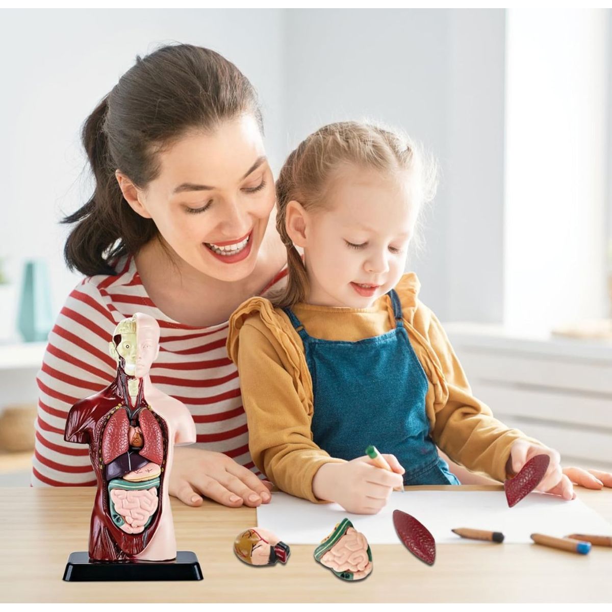 GENERICO - Juguete De Anatomía Torso Humano Realista Interactivo 24cm