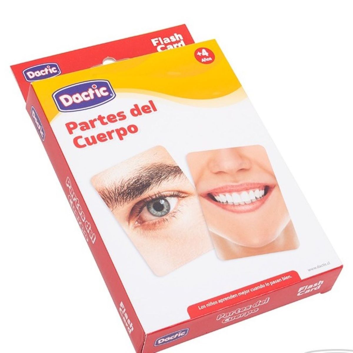 DACTIC - Lámina Partes del Cuerpo