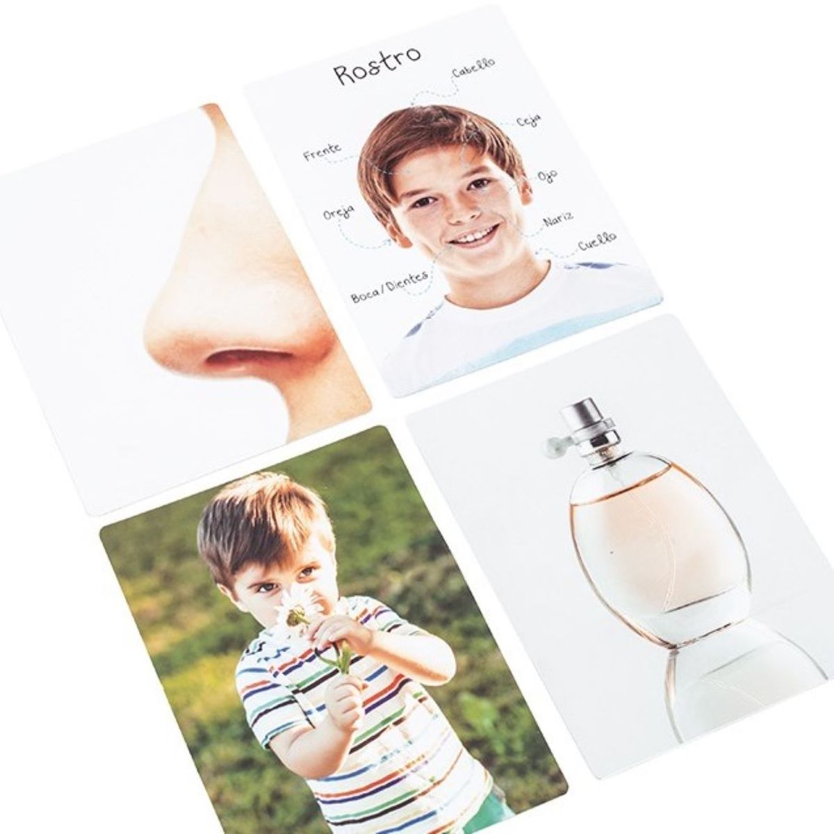 DACTIC - Lámina Partes del Cuerpo