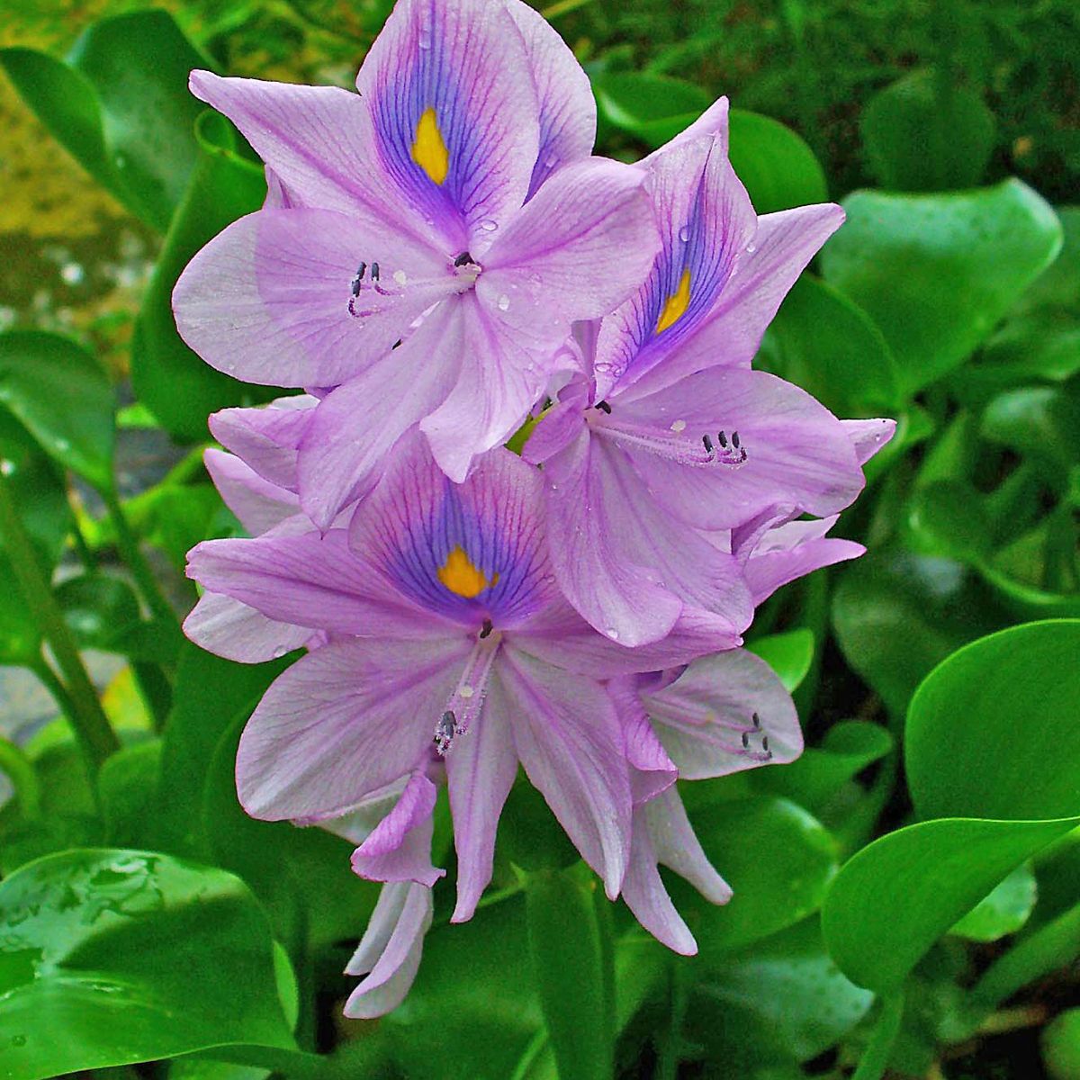 GROW SWEET - Plantas acuaticas Lirios de agua