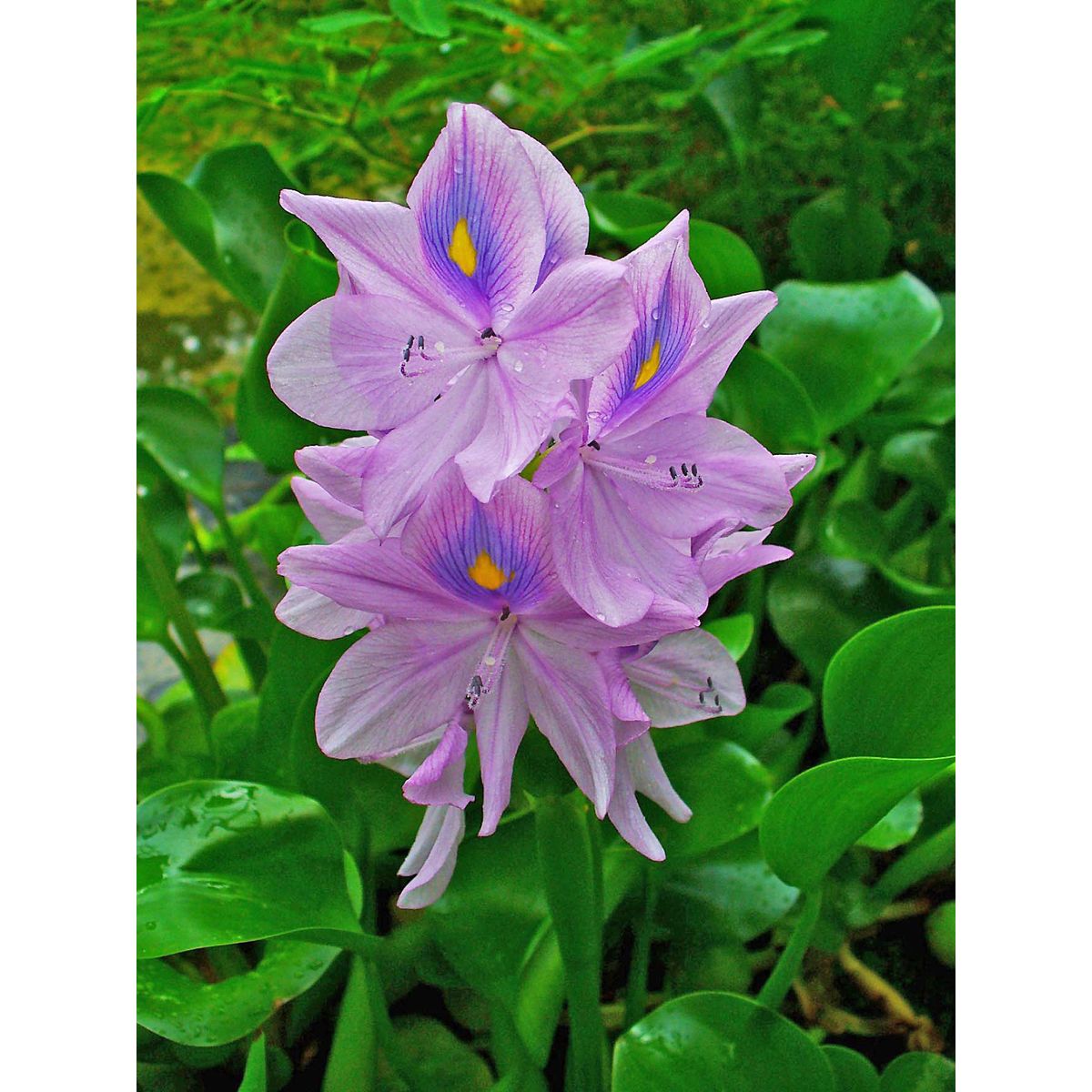 GROW SWEET - Plantas acuaticas Lirios de agua