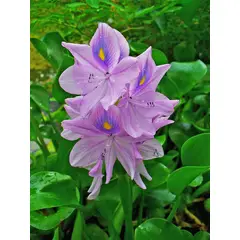 GROW SWEET - Plantas acuaticas Lirios de agua