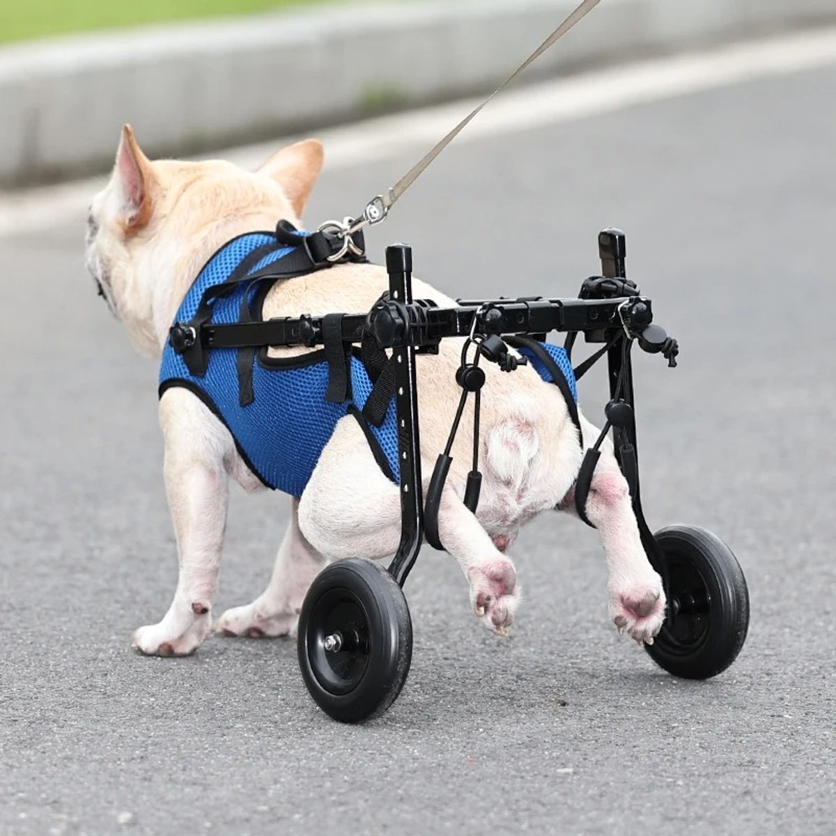 GENERICO - silla de rueda de perro talla M