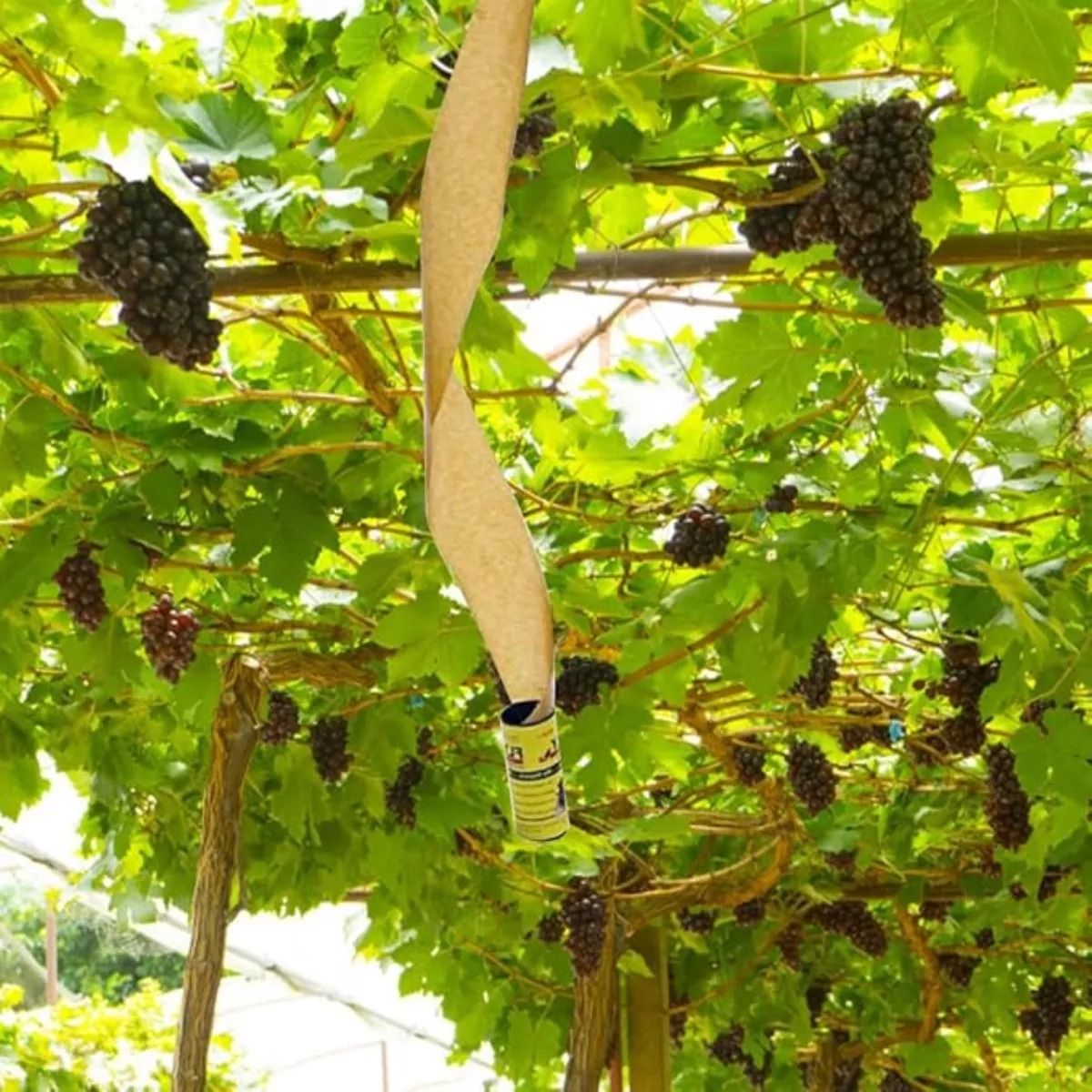 GENERICO - Atrapa Moscas Pegamento Mata Insectos Repelente Adhesivo
