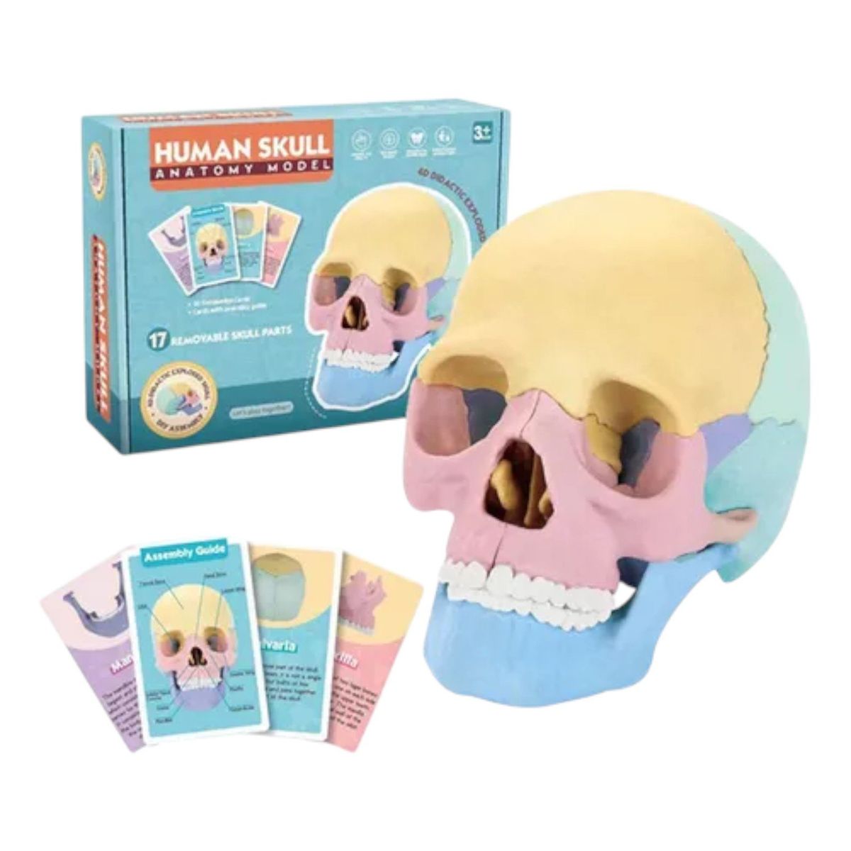 INVENCIBLE - CRANEO 4D ARMABLE EDUCATIVO ROMPECABEZAS DIDACTICO NC31