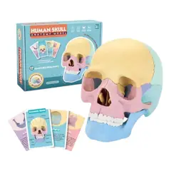 INVENCIBLE - CRANEO 4D ARMABLE EDUCATIVO ROMPECABEZAS DIDACTICO NC31