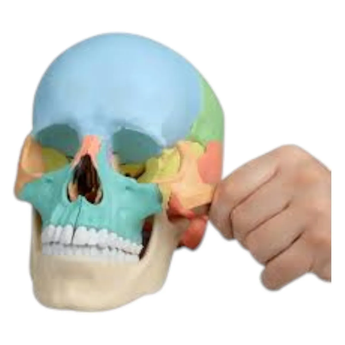 INVENCIBLE - CRANEO ARMABLE 4D PUZZLE EDUCATIVO DIDACTICO PUZZLE NC31