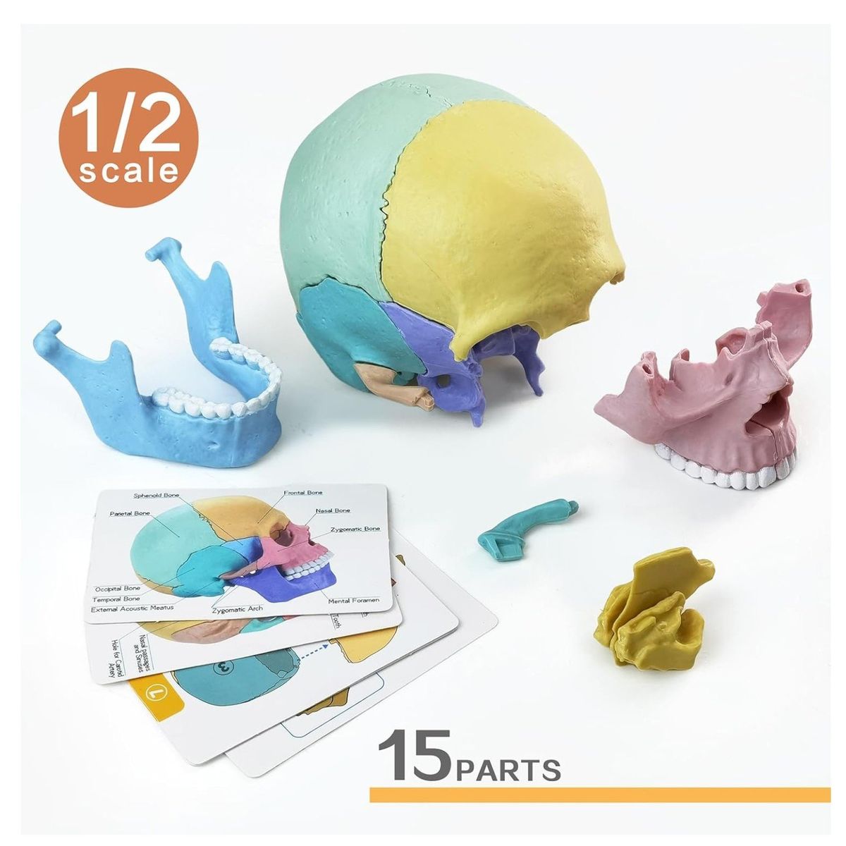 INVENCIBLE - CRANEO ARMABLE 4D PUZZLE EDUCATIVO DIDACTICO PUZZLE NC31