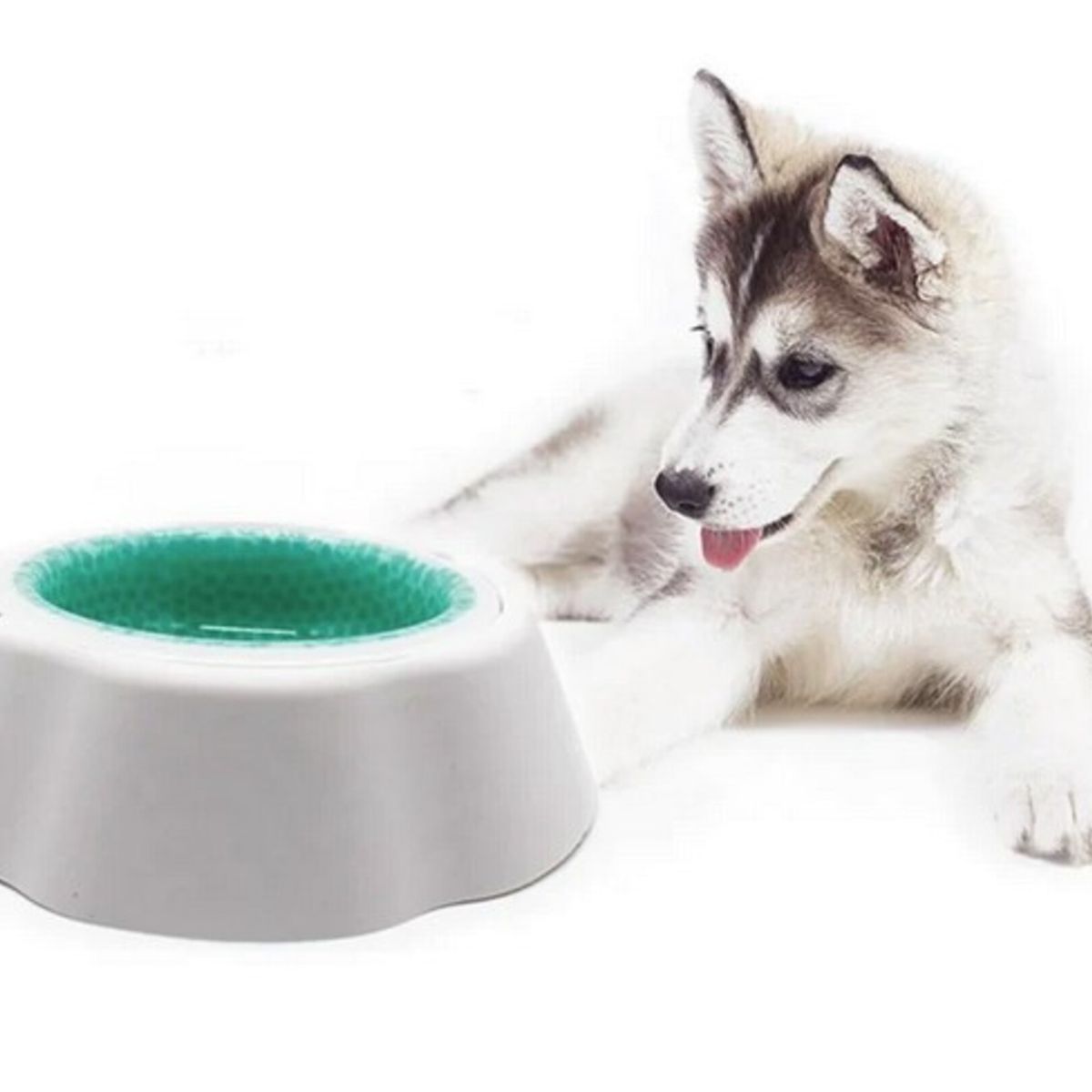 GENERICO - Plato Bebedero Agua Fresca Mascotas Perro Color Blanco Verde