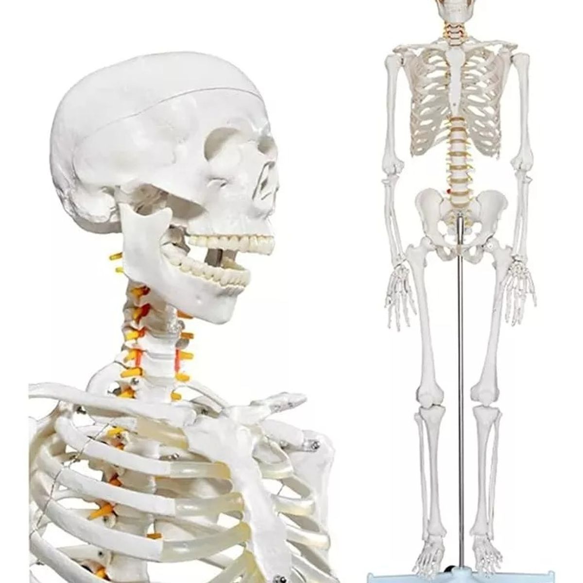 GENERICO - Esqueleto De Columna Vertebral Modelo Tamaño Real 1,70 Cm