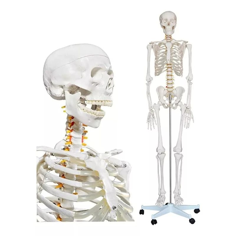 GENERICO - Esqueleto De Columna Vertebral Modelo Tamaño Real 1,70 Cm