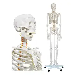 GENERICO - Esqueleto De Columna Vertebral Modelo Tamaño Real 1,70 Cm
