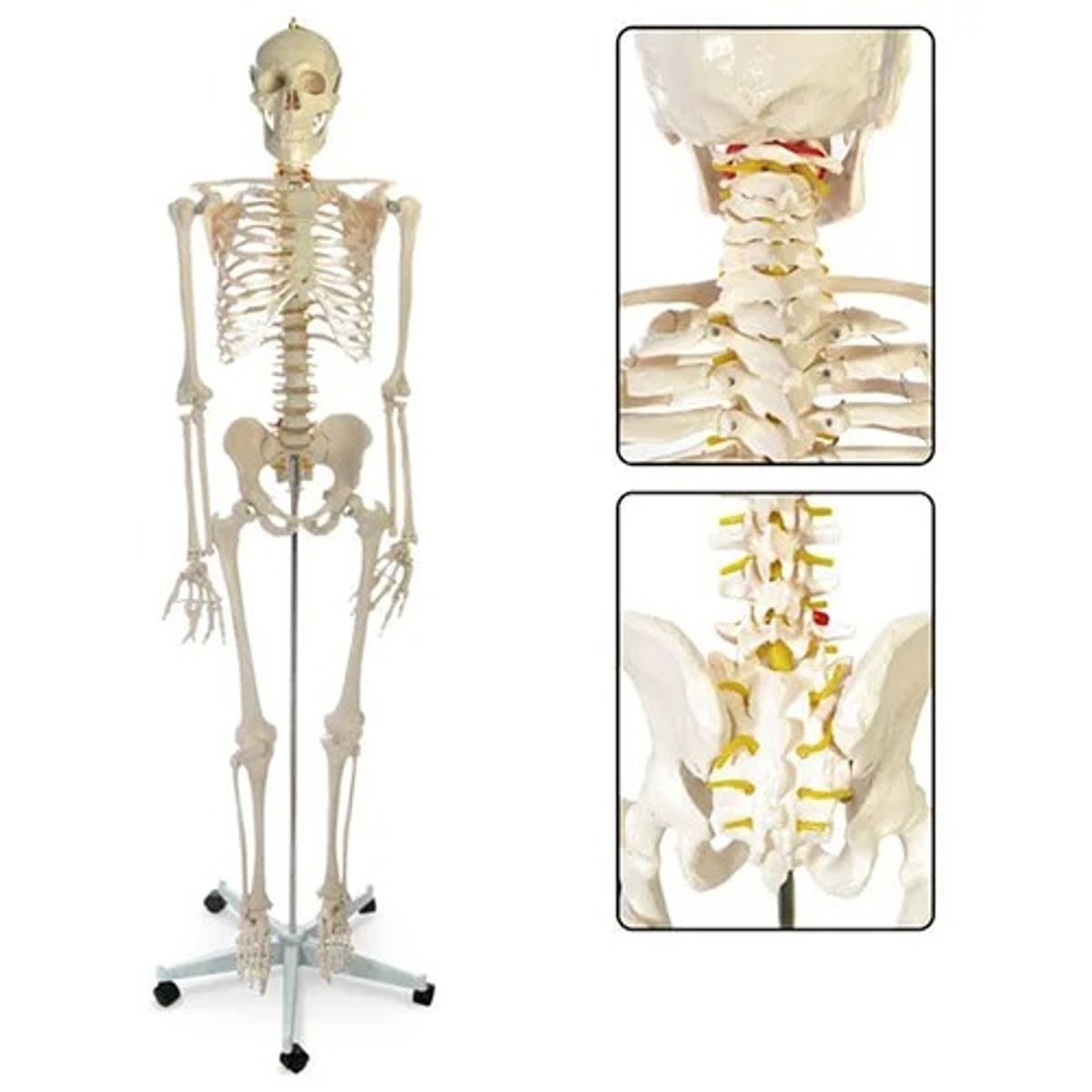 GENERICO - Esqueleto De Columna Vertebral Modelo Tamaño Real 1,70 Cm
