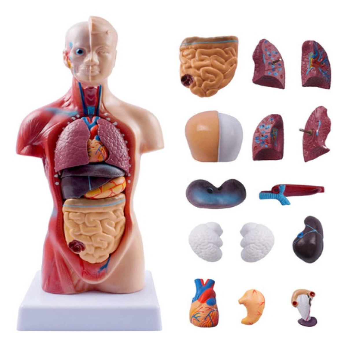 GENERICO - Modelo Anatómico Torso 28cm 15 Partes Extraíbles Con Base