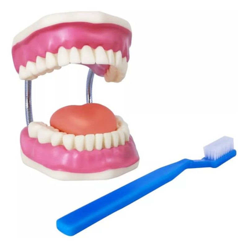 GENERICO - Modelo de Dientes de Demostración con Cepillo Dental XL