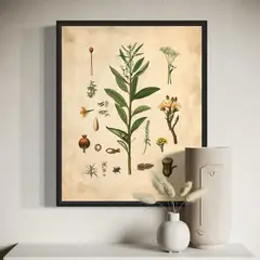 GENERICO - Cuadro decorativo botánica vintage 50x40 cm