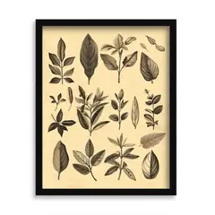 GENERICO - Cuadro decorativo botanica vintage 50x40 cm