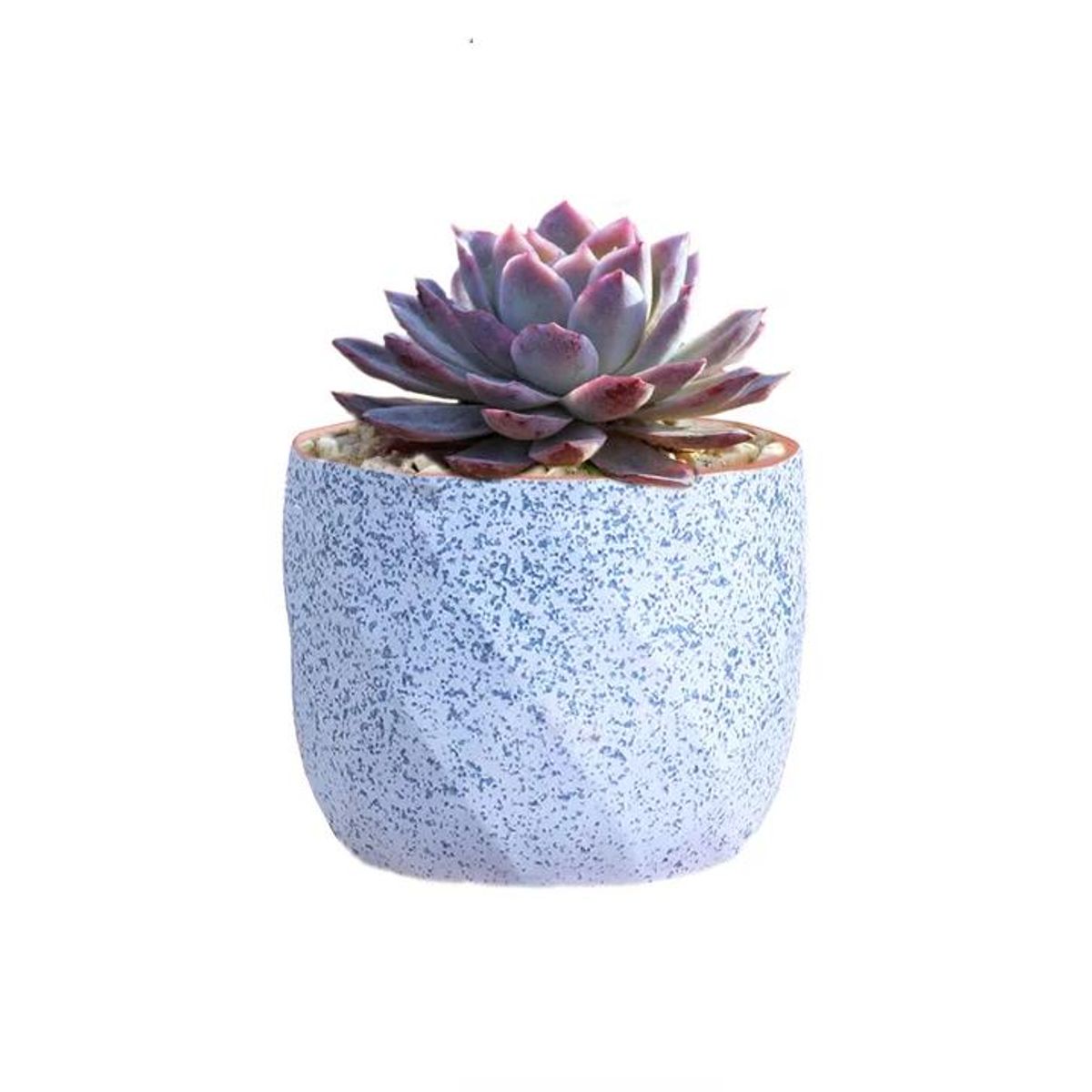 GENERICO - Macetero Geométrico Cerámica Suculentas 72x6cm Pack 10 Azul