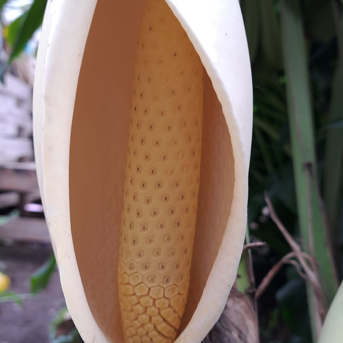 GROW SWEET - Chip de Coco para Orquídeas Anturios y Cultivos Exóticos