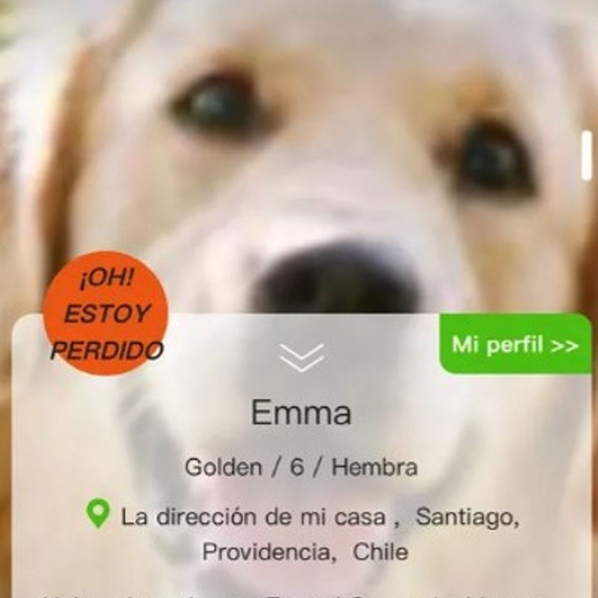 LOS REGALONES - Placa De Identificación QR Datos Y Localización GPS Pasivo