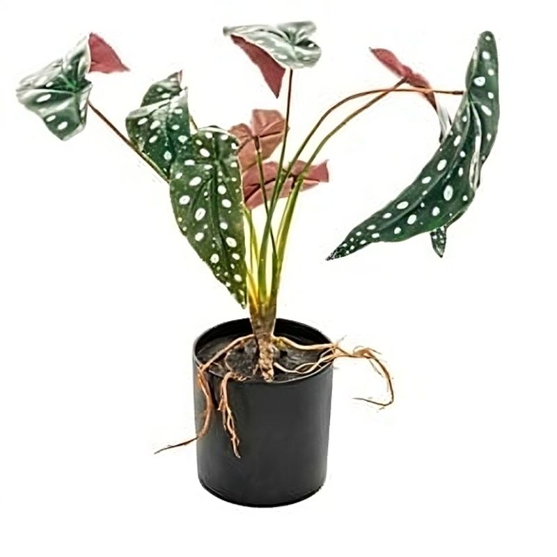 THE GREEN STORE - Planta Begonia artificial 40 cms