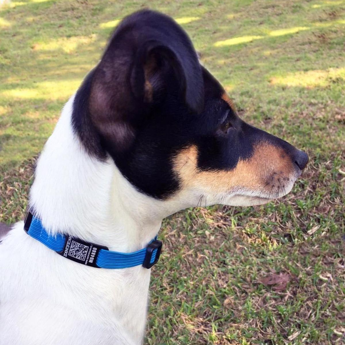 PETFY - Collar Petfy ID Mini Celeste